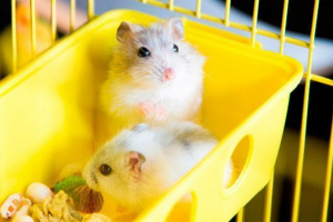 Як охолодити хом'як: список імен Як охолодити хом'як: список імен